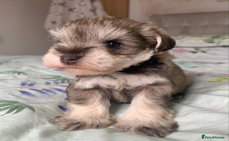 Miniature Schnauzer dogs - Advert 10