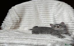 British Shorthair cats for sale: OUTSTANDING GCCF + HEALTH TESTED BSH + BLH KITTENS - Image 30