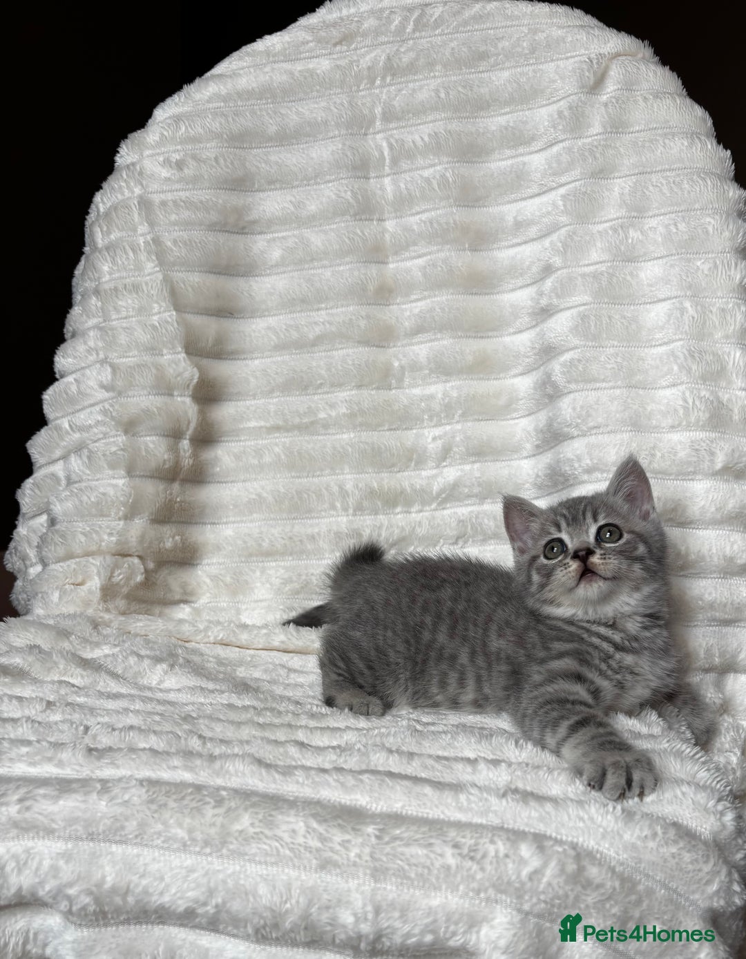 British Shorthair cats for sale: OUTSTANDING GCCF + HEALTH TESTED BSH + BLH KITTENS - Image 30