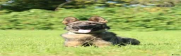 German Shepherd dogs for sale: Elite working line puppies. Repeat breeding! - Advert 9