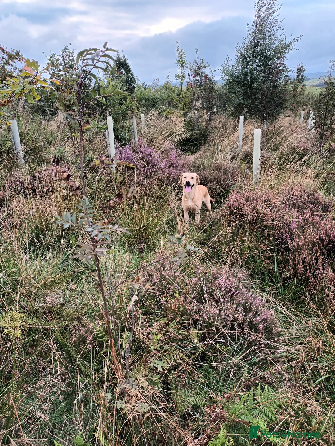 Labrador Retriever dogs for stud: Working Labrador at stud  - Advert 5