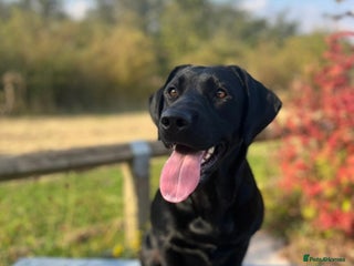 Labrador Retriever dogs 🖤🤎Superb, Kc Reg, Health Tested, Lab Pups🤎🖤 - Advert 14