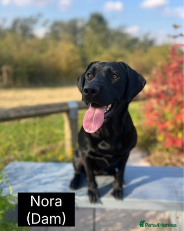 Labrador Retriever dogs - Advert 3