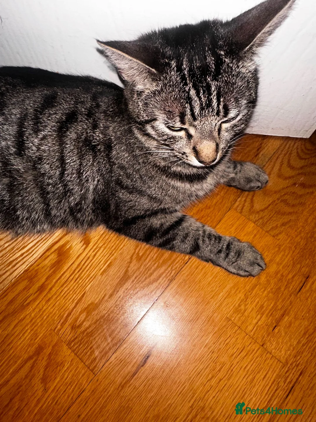 Mixed Breed cats for sale: Adorable little kitten  - Advert 5