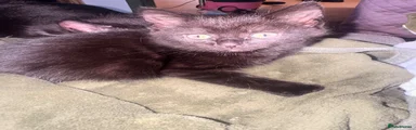 Girl kitten 1 