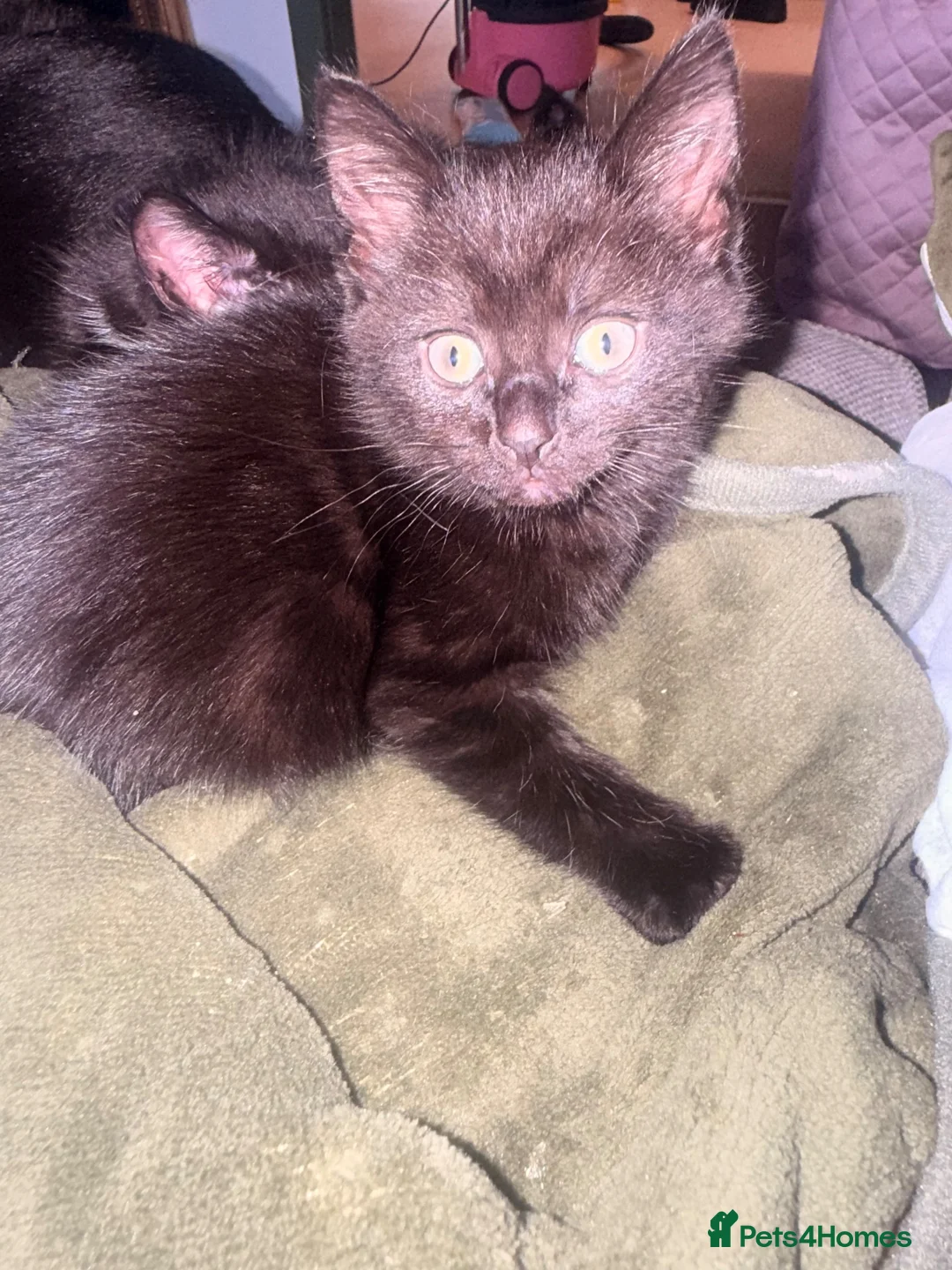 Mixed Breed cats for sale: 3 girl kittens for sale  in Stockport - Advert 5