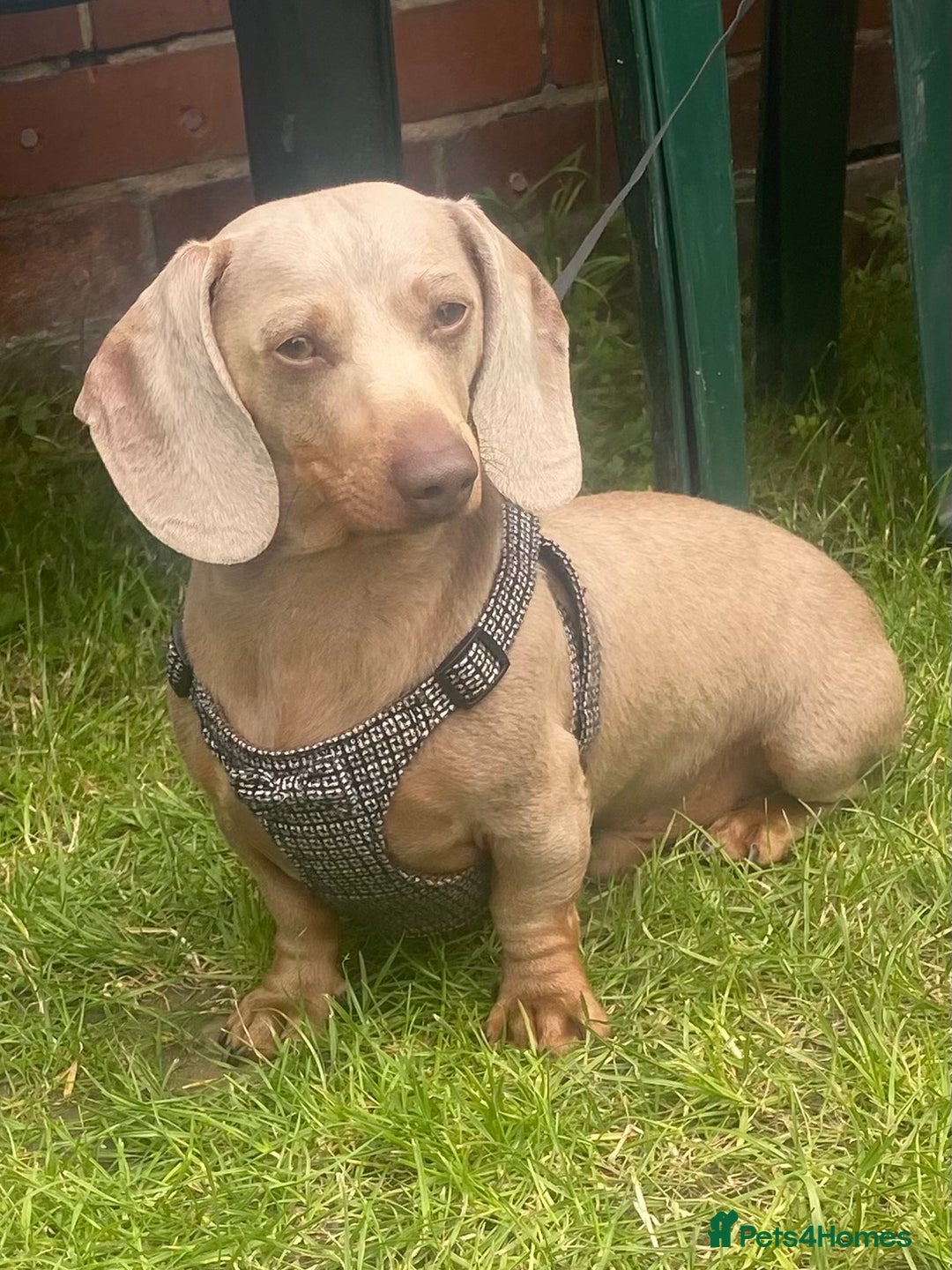 Dachshund dogs for sale: Min dachshund x teckel ( standered dachshund) - Image 35