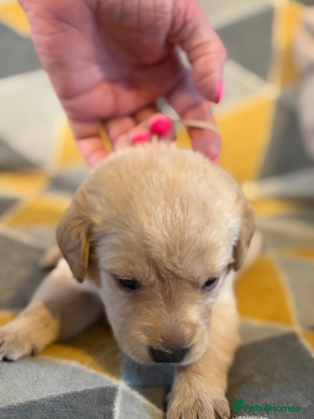 Labrador Retriever dogs for sale: Labrador puppies  - Advert 8