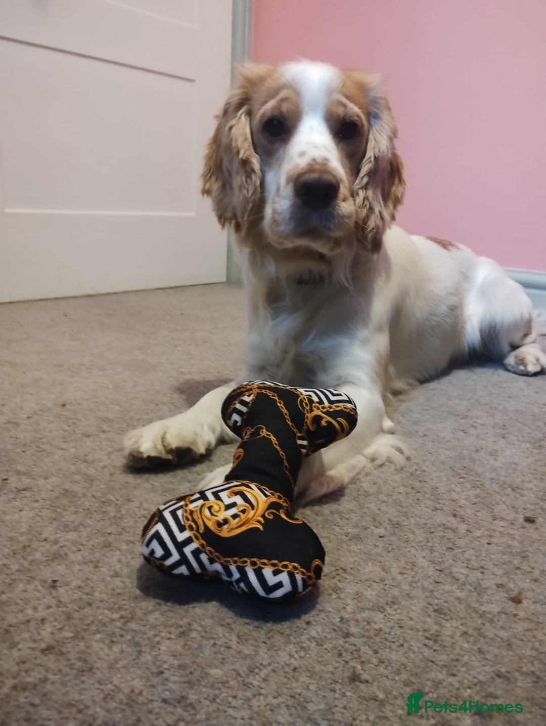 Cocker Spaniel dogs for sale: Happy, Healthy, Well Trained Cocker Spaniel - Advert 4