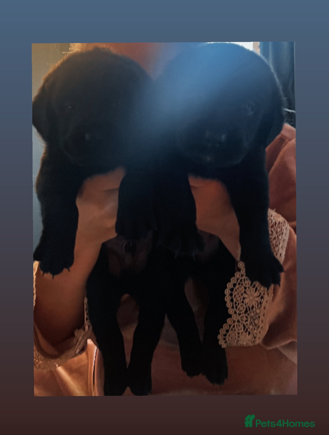 Goldador dogs Goldadors ❤️❤️❤️ - Advert 2