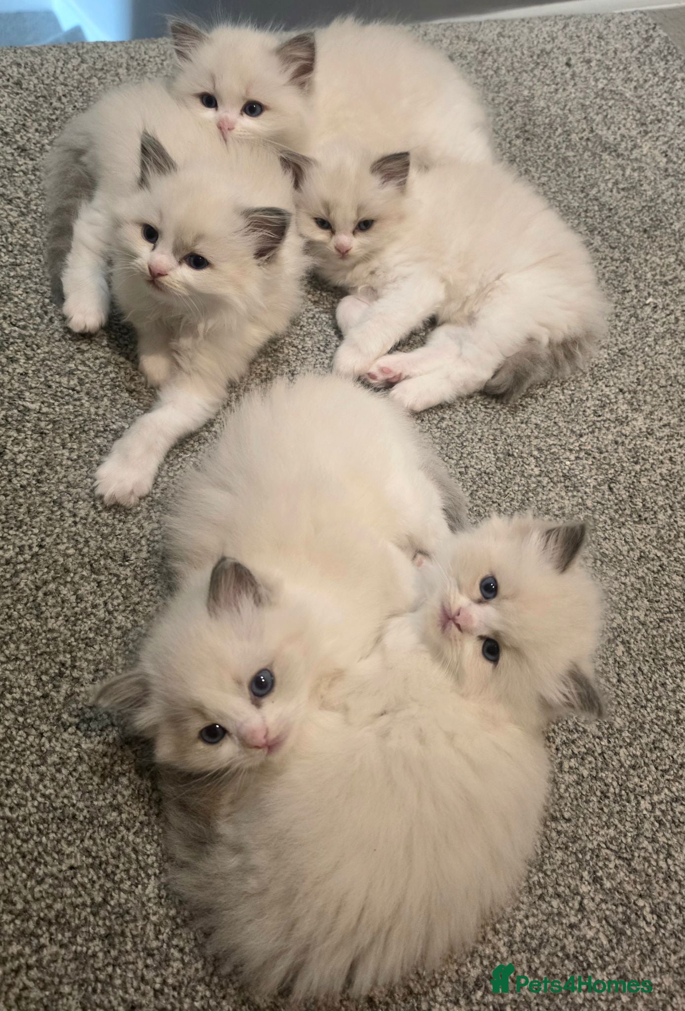 Ragdoll cats 💫Stunning Ragdoll Kittens 💫 - Advert 17