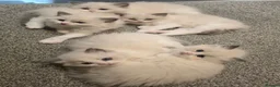 Ragdoll cats for sale: 💫Stunning Ragdoll Kittens 💫 - Advert 11