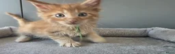 Maine Coon cats for sale: Maine Coon Red Tabby Gingers - Advert 7