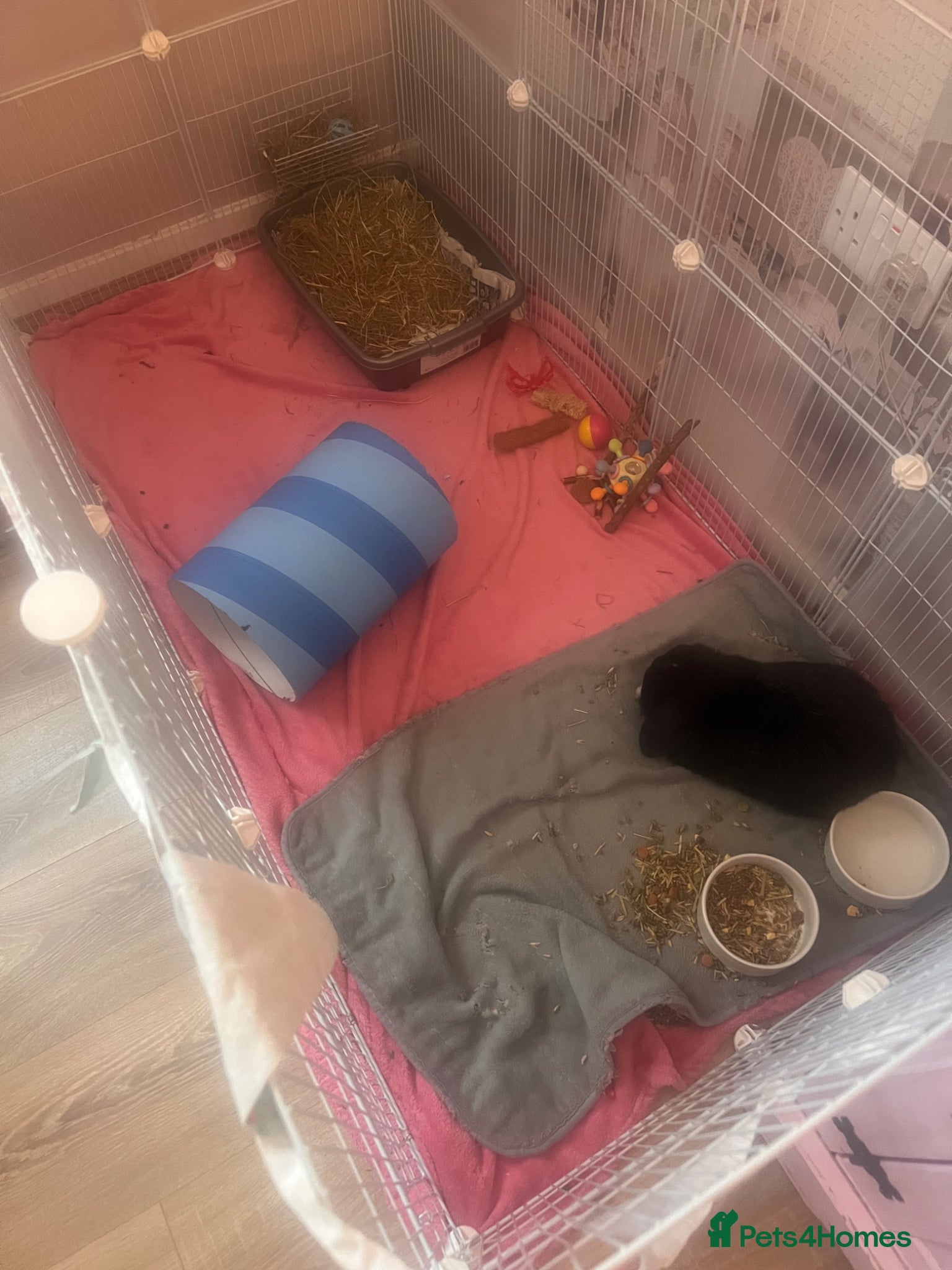 Mini Lop rabbits Mini lop  - Advert 3