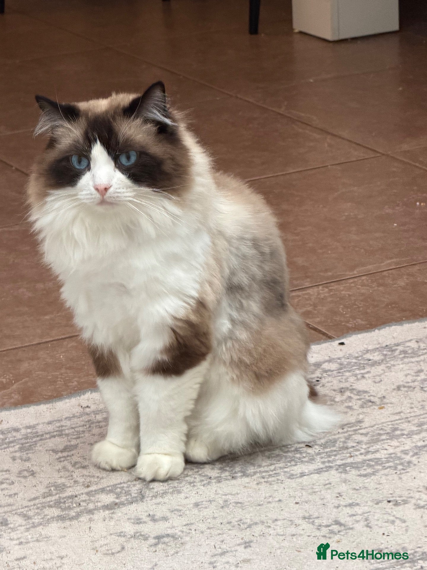 Ragdoll cats Beautiful 3 year old ragdoll male  - Advert 1