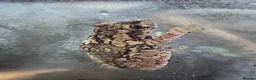 Frog reptiles for sale: Various frog species - Advert 4