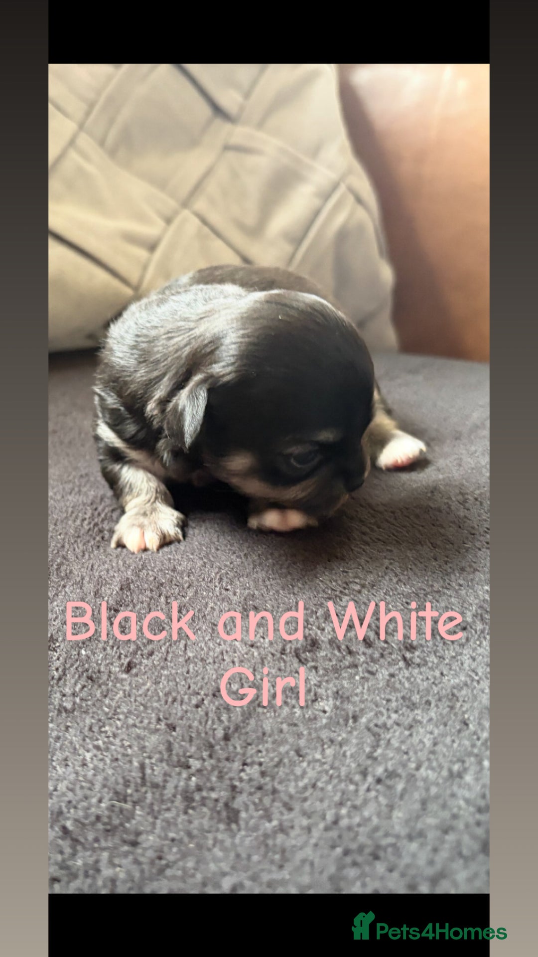 Chihuahua dogs for sale: Champion Line Chihuahua miniature puppies  - Image 20
