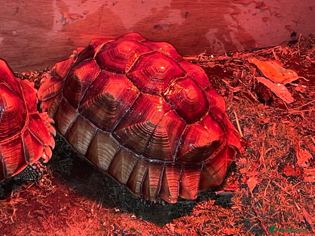 Tortoise reptiles for sale: 2 Sulcata Tortoises  - Advert 4
