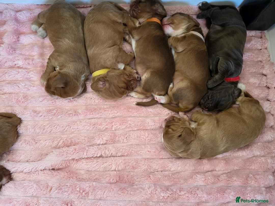 Cocker Spaniel dogs for sale: Three golden working cocker spaniel boys - Advert 1