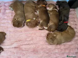 Cocker Spaniel dogs Three golden working cocker spaniel boys - Advert 2