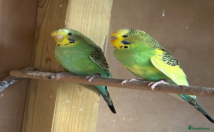Budgerigars birds - Advert 1