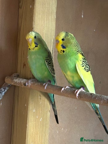 Budgerigars birds - Advert 4