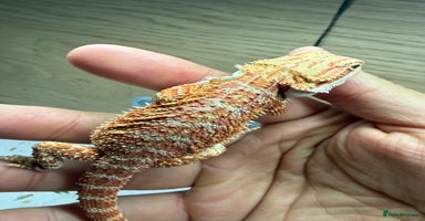 Bearded Dragon reptiles 🔥Last clutch🔥 Baby bearded dragons 🔥2 Left 🔥 - Advert 7