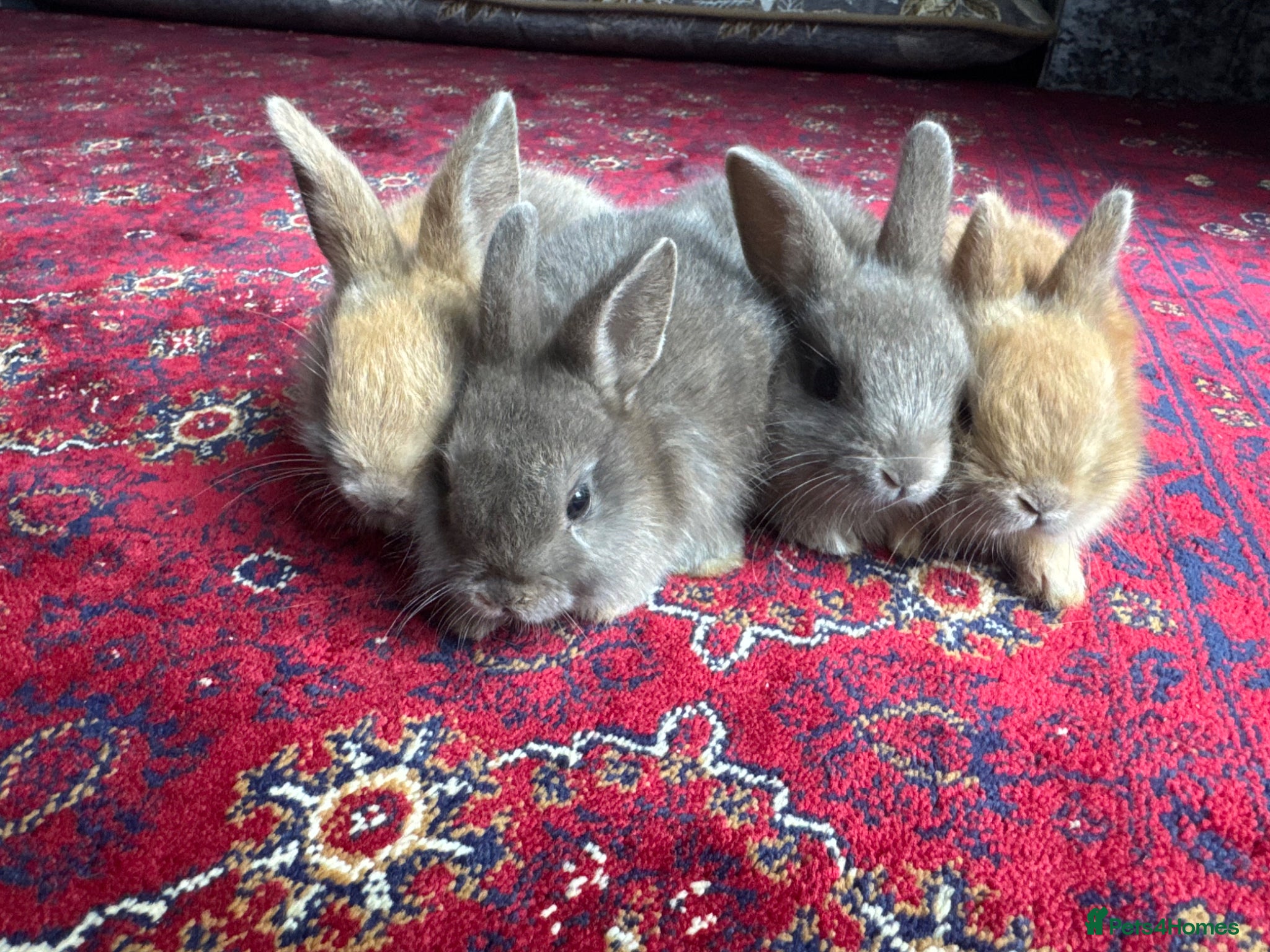 Mixed Breed rabbits 4 cute baby bunnies  - Advert 1
