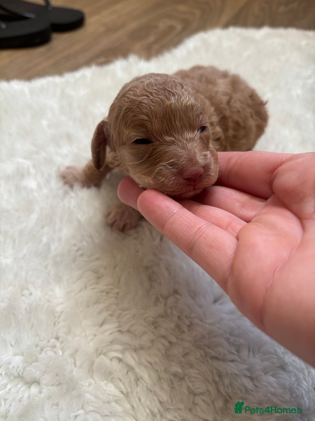 Cockapoo dogs for sale: Miniature f1 cocker poodles  - Advert 3