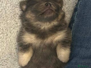 Pomeranian dogs Rare KC Lilac, Blue and Blue Sable Pups! - Advert 8