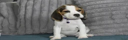 Beagle dogs for sale: Beautiful beagle puppies  - Advert 6