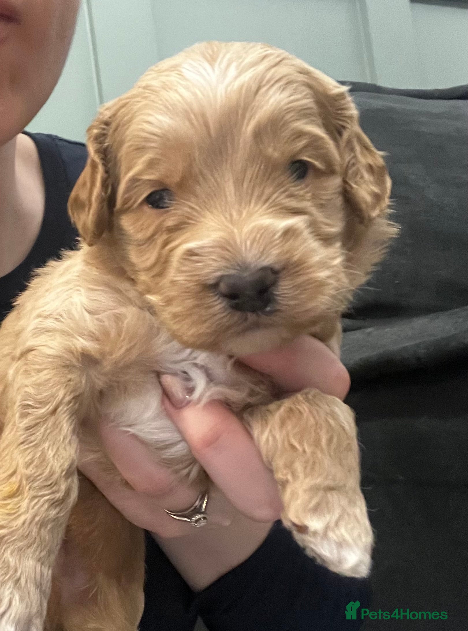 Australian Labradoodle dogs Red and Caramel Australian Labradoodle Puppies  - Advert 2