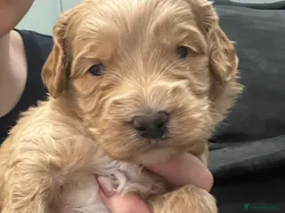 Australian Labradoodle dogs Red and Caramel Australian Labradoodle Puppies - Advert 2