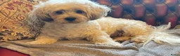 Mixed Breed dogs for adoption: Trinny needs a loving home  - Advert 5