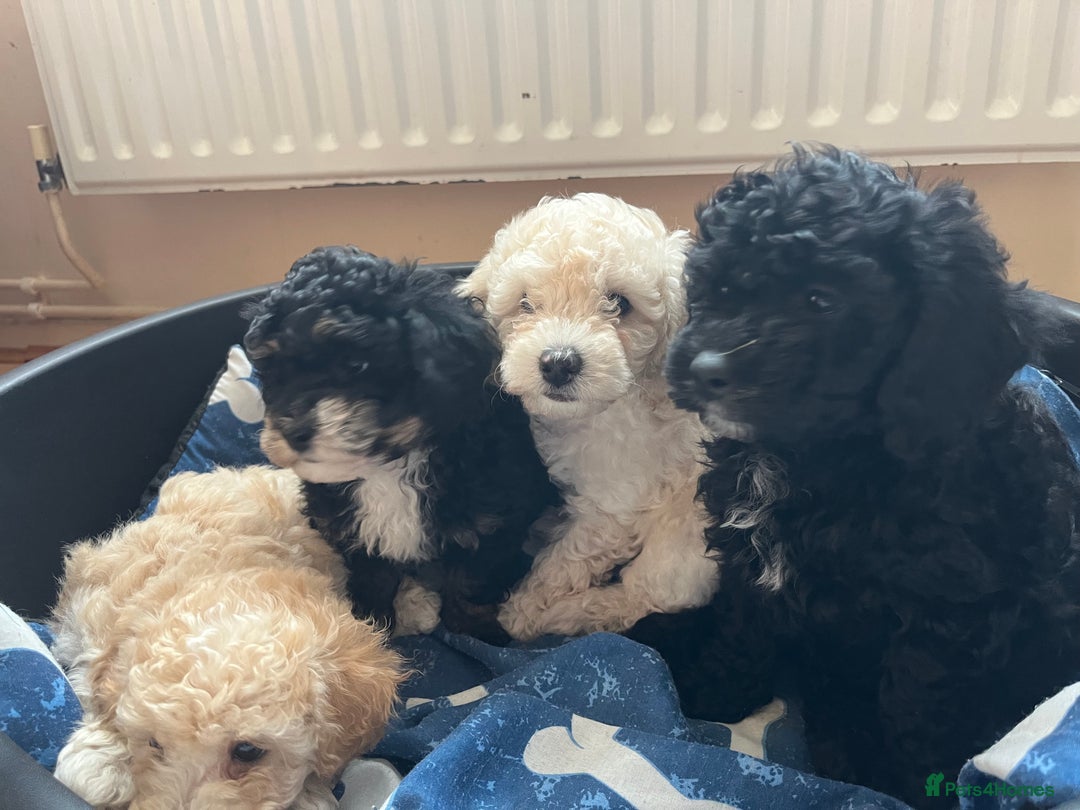 Poochon dogs for sale: 1 poochon girl available ready to leave  - Image 7