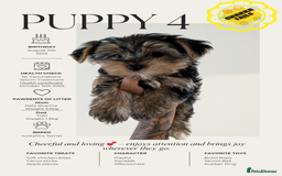 Yorkshire Terrier dogs for sale: 3 Male Yorkshire terriers left  - Image 4