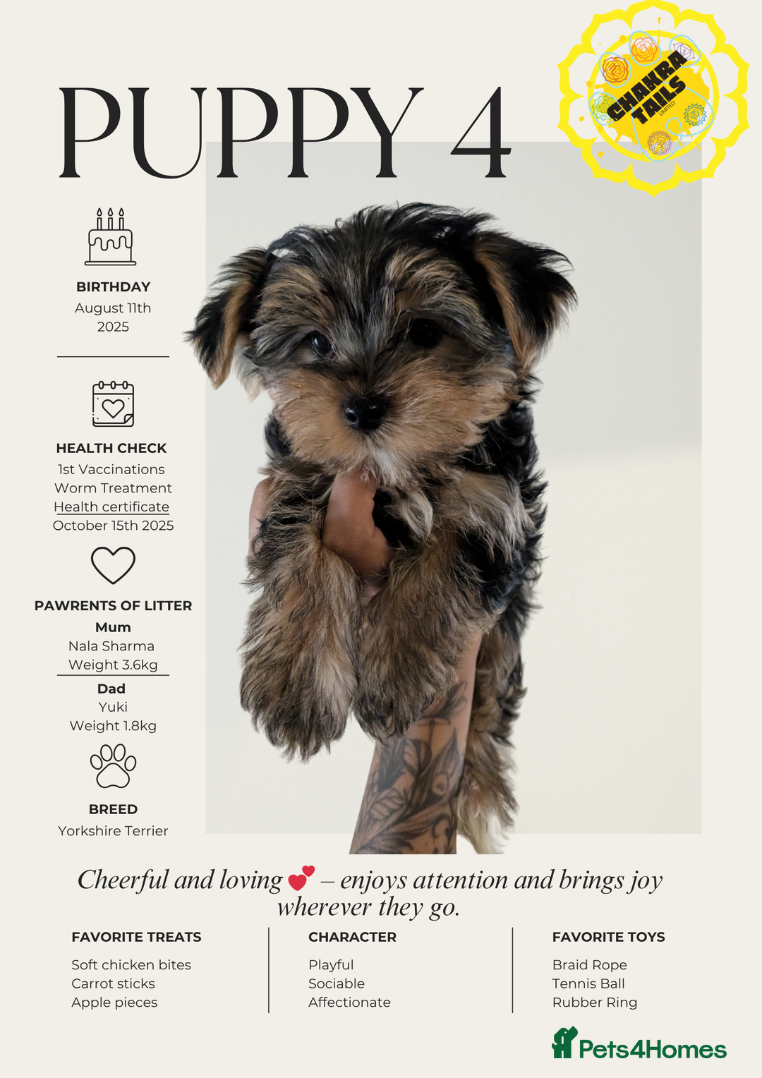 Yorkshire Terrier dogs for sale: 3 Male Yorkshire terriers left  - Image 4