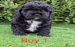 French Bulldog dogs for sale: French Bulldog Froodle Puppies  - Image 6