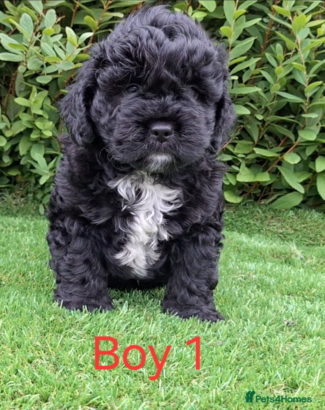 French Bulldog dogs for sale: French Bulldog Froodle Puppies  - Image 6