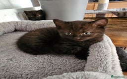 British Shorthair cats for sale: Chocolate British shorthairs - Image 10