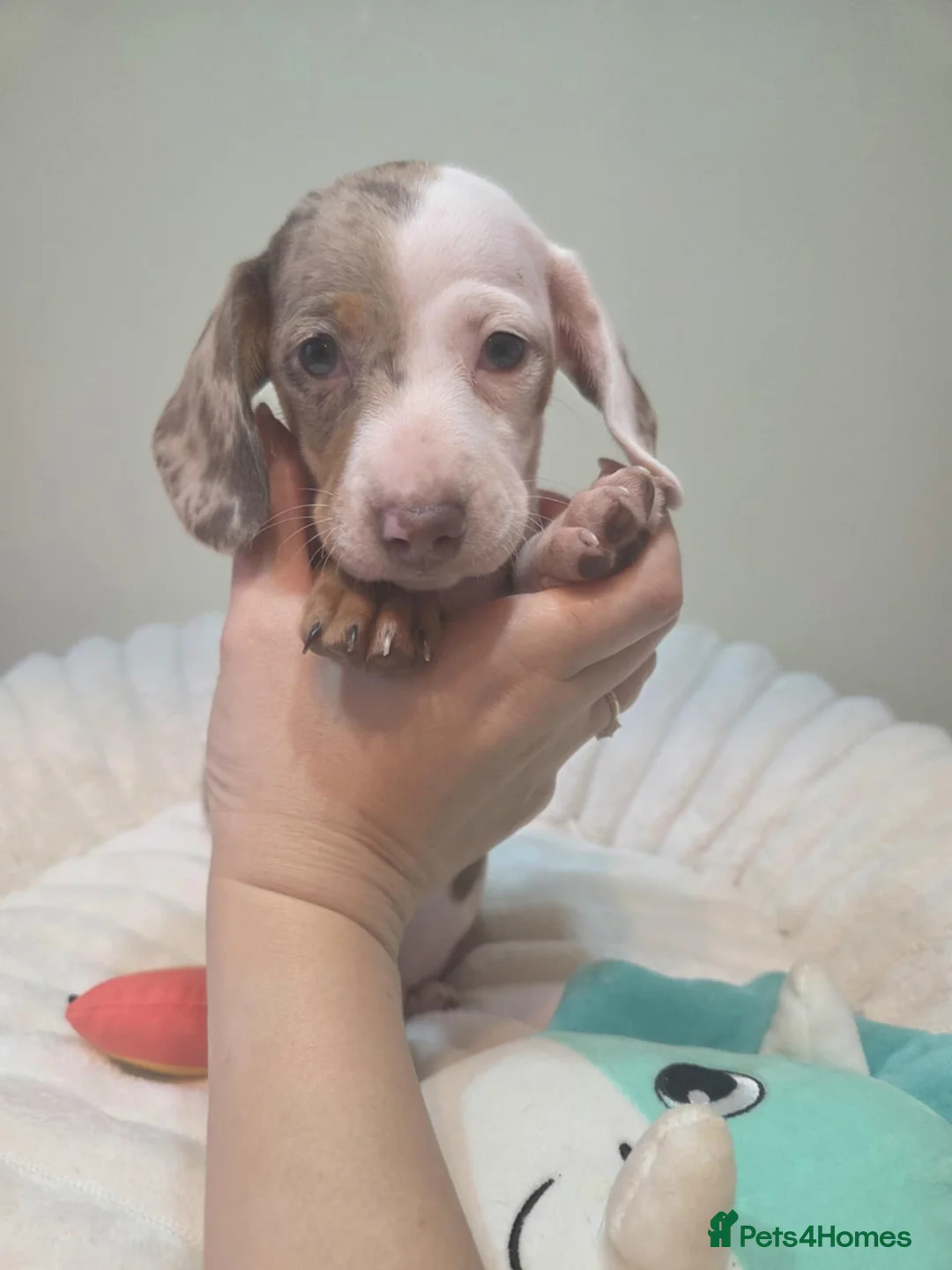 Miniature Dachshund dogs for sale: Miniature dachshund  - Advert 3