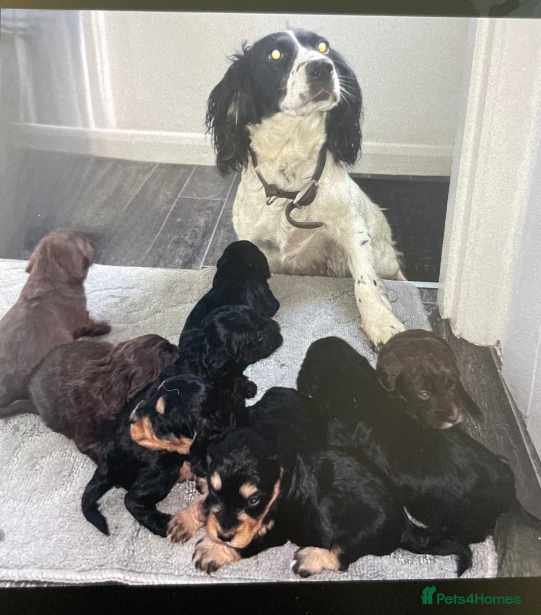 Cockapoo dogs for sale: Adorable cockapoo puppies  - Advert 3