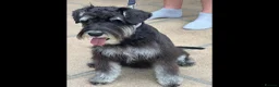 Miniature Schnauzer dogs for sale: Stunning miniature schnauzer puppies  - Advert 9