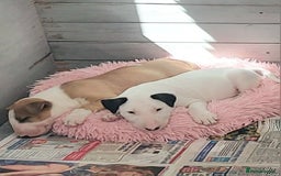 Bull Terrier dogs for sale: Beautiful top class puppy boy - Image 6