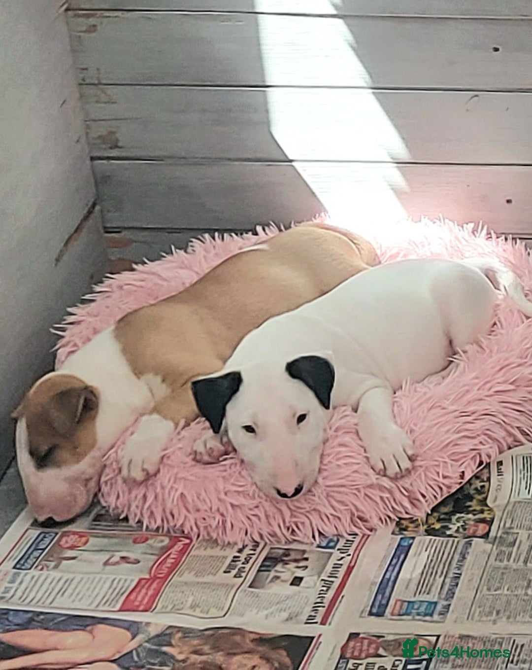 Bull Terrier dogs for sale: Beautiful top class puppy boy - Image 6