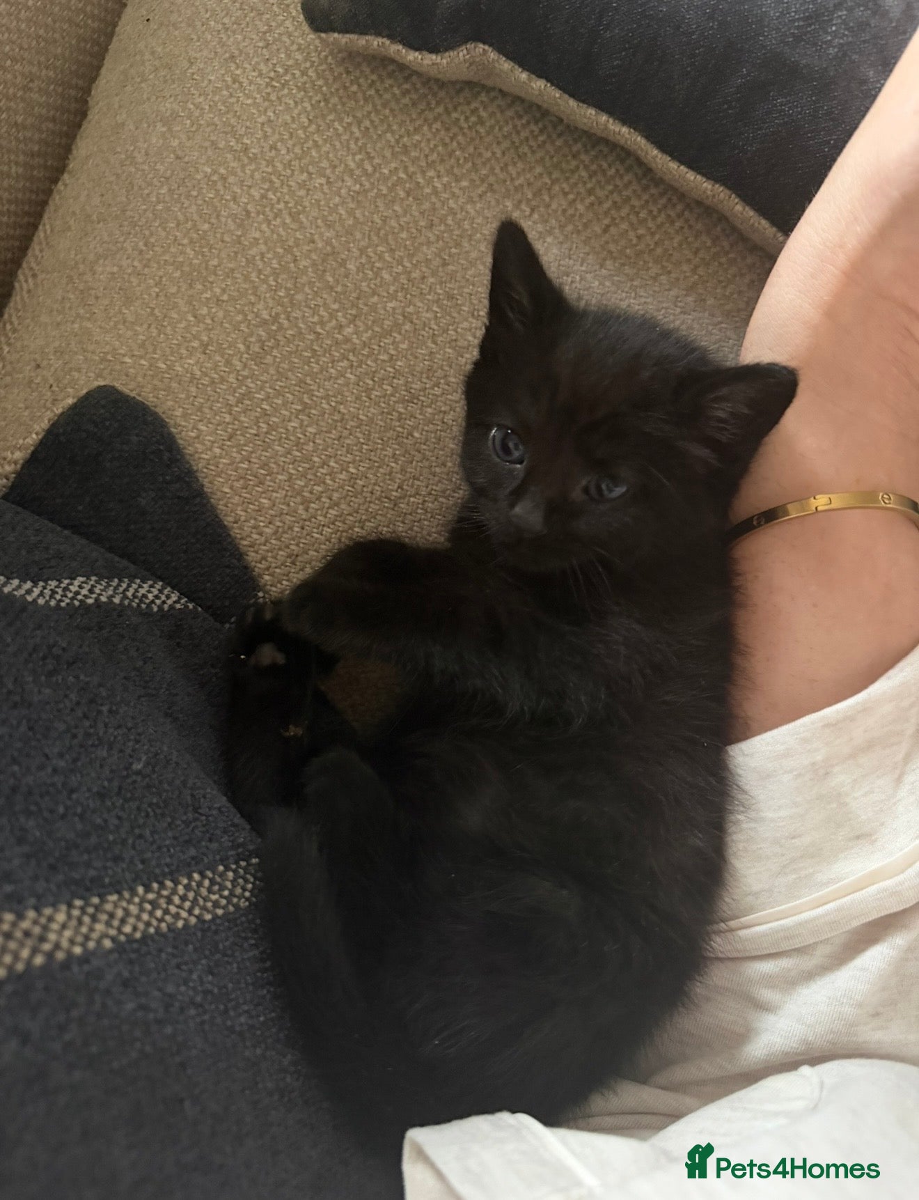Mixed Breed cats 6 adorable black kittens for sale still available - Advert 2