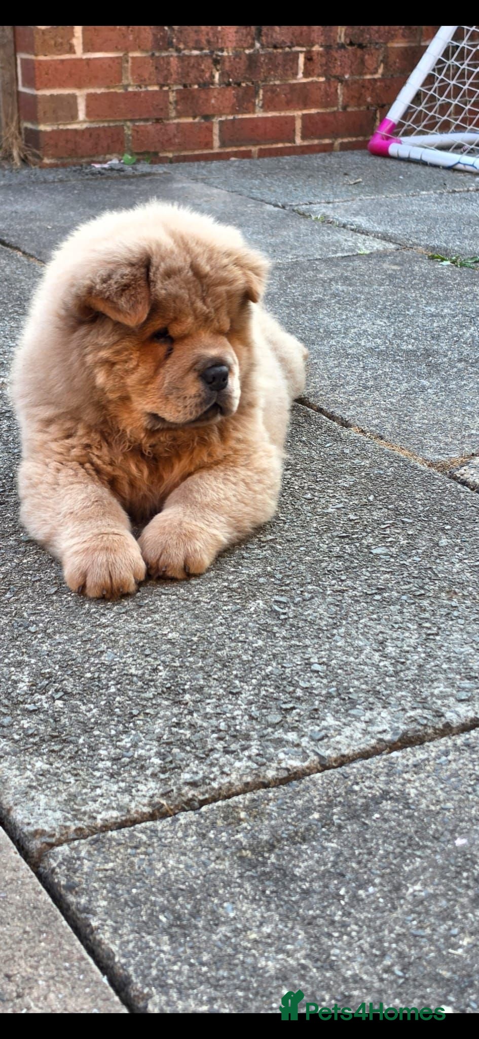 Chow Chow dogs 1300 Stunning chow chow pups  - Advert 6