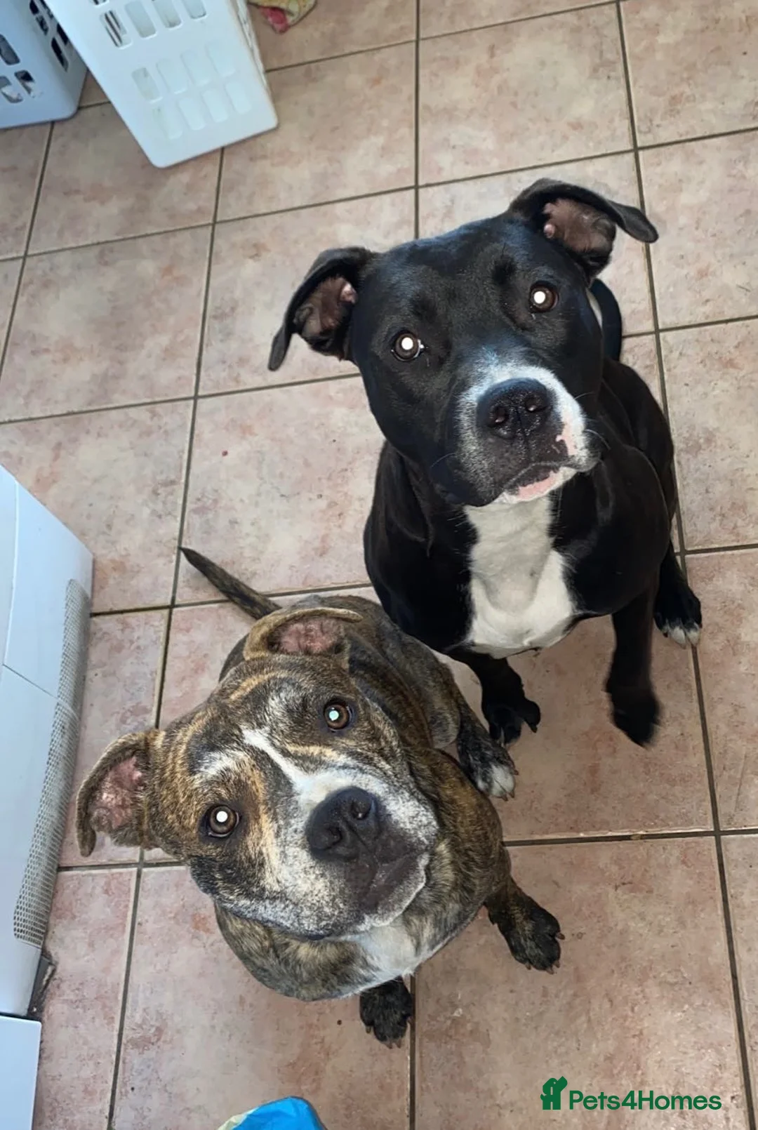 American Bull Staffy dogs for sale: 5m/o Grey/blue female American bulldog staff runt  - Advert 7