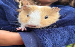 Guinea Pig rodents for sale: 2 Female Guinea Pigs - Image 4