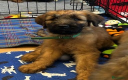 Briard dogs for sale: Amazing pedigree Briard Pups - Image 13